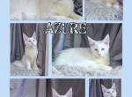 Azure - Maine Coon Kitten For Sale - Omaha, NE, US
