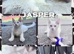 Jasper - Maine Coon Kitten For Sale - 