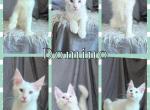 Domino - Maine Coon Kitten For Sale - 