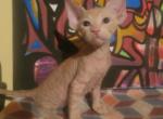 Meet Mango  Male Orange Tabby Sphynx - Sphynx Kitten For Sale - Boston, MA, US