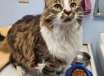 Walter - Domestic Cat For Adoption - OK, US