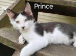 Prince - Domestic Kitten For Sale - 