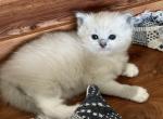 Bluepoint mitted mink - Ragdoll Kitten For Sale - San Diego, CA, US