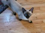 Seal point males - Siamese Kitten For Sale - Garner, NC, US