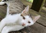 Marshmallow - Domestic Kitten For Sale - 