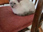 Blue Males - Siamese Kitten For Sale - 