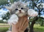 SAMANTHA - Maine Coon Kitten For Sale - Boerne, TX, US