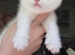 Steven white fold - Scottish Fold Kitten For Sale - Hollywood, FL, US