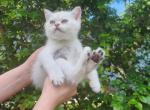 Sky - Scottish Straight Kitten For Sale - Hollywood, FL, US