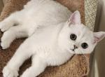 Sarah - Scottish Straight Kitten For Sale - Hollywood, FL, US