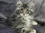Willow - Maine Coon Kitten For Sale - Susanville, CA, US