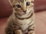 Raj - Bengal Kitten For Adoption - 