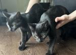 Not named yet - Domestic Kitten For Adoption - Des Moines, IA, US