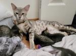 Sqiggy - Bengal Cat For Sale - 