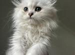 Silver - Scottish Fold Kitten For Sale - Hollywood, FL, US