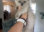 Blue mink female - Ragdoll Kitten For Sale - Butler, PA, US