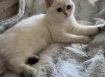 Sneganna - Brazilian Shorthair Kitten For Sale