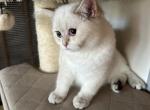 Sneganna - British Shorthair Kitten For Sale - San Mateo, CA, US