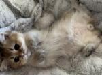 Simba - British Shorthair Kitten For Sale - San Mateo, CA, US
