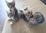 Laddies Litter - Domestic Kitten For Sale - Plano, TX, US