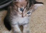 Striped1 - Norwegian Forest Kitten For Sale - Russell, MA, US