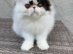 Bi Color Persian - Persian Kitten For Sale - Kansas City, MO, US