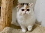 Persian female kitten - Persian Kitten For Sale - Kansas City, MO, US