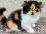 Calico Persian - Persian Kitten For Sale - Kansas City, MO, US
