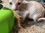 No Names - Sphynx Kitten For Adoption - San Antonio, TX, US