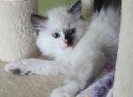 Seal Tortie Point Mitted - Ragdoll Kitten For Sale - Saint Paul, MN, US