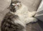 Tigger - Domestic Cat For Sale - Midlothian, TX, US