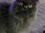 Smokey - Persian Cat For Sale - Midlothian, TX, US