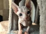 No Name - Sphynx Kitten For Sale - San Antonio, TX, US