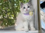 Beautiful blue bicolor girl - Ragdoll Kitten For Sale - Fontana, CA, US