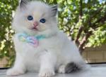 blue bicolor Boy - Ragdoll Kitten For Sale - Fontana, CA, US