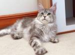 Silver lynx Female - Maine Coon Cat For Sale - Fontana, CA, US