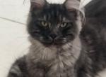 Violetta - Maine Coon Kitten For Sale - Los Angeles, CA, US