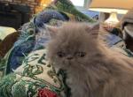 CFA Reg Gray Male Persian - Persian Kitten For Sale - Conyers, GA, US