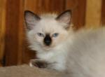 Daisy - Ragdoll Kitten For Sale - La Porte, IN, US