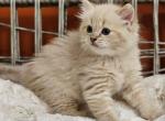 Chocolate mink lynx - Ragdoll Kitten For Sale - Farmville, VA, US
