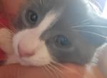 Adorable gray boy - Domestic Kitten For Sale - Wells, ME, US