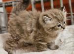 Seal mink lynx - Ragdoll Kitten For Sale - Farmville, VA, US
