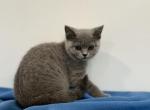 Luna - British Shorthair Kitten For Sale - Philadelphia, PA, US