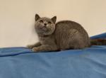Iris - British Shorthair Kitten For Sale - Philadelphia, PA, US