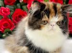 Tullulah - Persian Kitten For Sale - Lakeland, FL, US