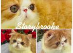 Cheddar - Persian Kitten For Sale - Lakeland, FL, US