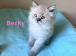 Becky - Ragdoll Kitten For Sale - Phoenix, AZ, US