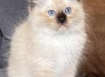 Seal Mitted Boy - Ragdoll Kitten For Sale - Lock Haven, PA, US