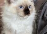 Seal Mitted Male - Ragdoll Kitten For Sale - Lock Haven, PA, US