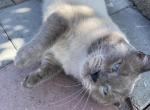 Luci - Siamese Cat For Sale/Retired Breeding - Sequim, WA, US